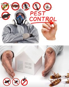 Pest control Tips